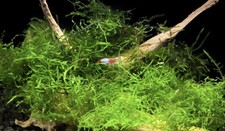 muschio di java Acquario