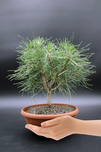 Pinus thunbergii pre bonsai - thunbergii,