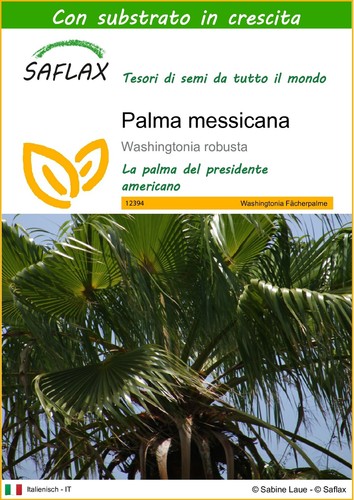 Saflax palma messicana - messicana,