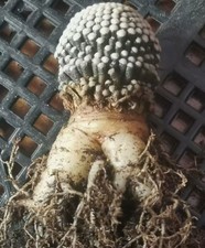 2 pezzi rara pianta succulenta