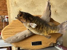 Vintage Taxidermy Largemouth