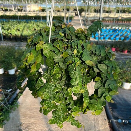 Pianta ficus repens - pianta,