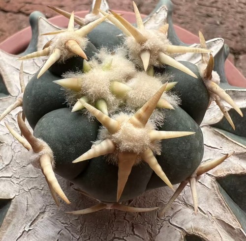 Echinocactus horizonthalo