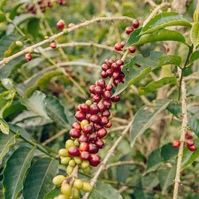 Semi di Caffè Rume Sudan -