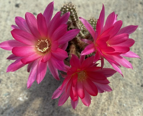 Chamaecereus hybrid albicocca - chamaecereus,