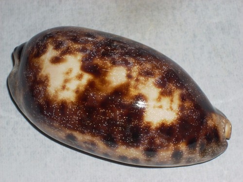 Cypraea testudinaria with - cypraea,