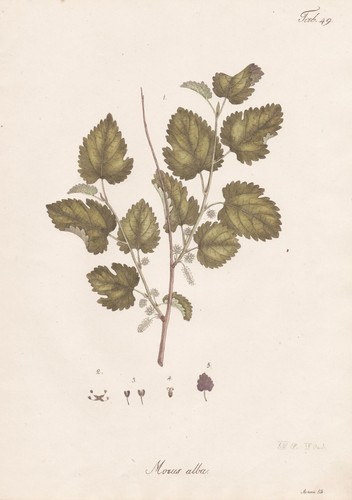 Pianta gelso bianco - pianta,
