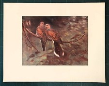 Stampa antica UCCELLI COPPIA DI TORTORE Streptopelia turtur 1911 Antique print