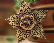 Orbea Variegata Stapelia Vaso