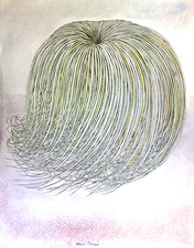 BRUNO CARUSO : 2 litografiche firmate raffiguranti fiori ed una pianta pettinata