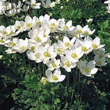Anemone hupehensis,Anémone du