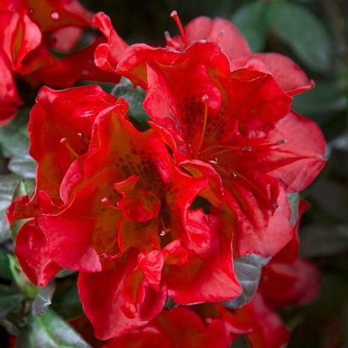 Fire azalea deciduous well - deciduous,