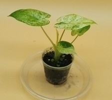 Alocasia Macrorrhiza Splash