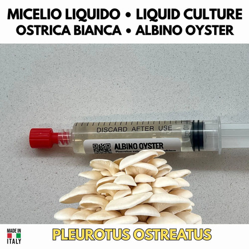 Ostrica albina coltura - ostrica, liquida