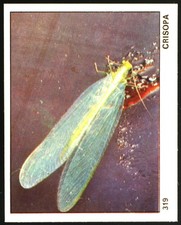 Il mondo degli ANIMALI (1970)