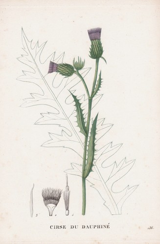 Cirse dauphine distel - dauphine, fiore