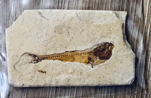 Fossile pesce molto - fossile,