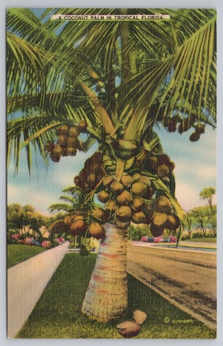 Palma cocco tropicale - cocco,