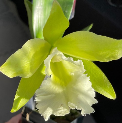 Orchidea cattleya pry moscato - orchidea,