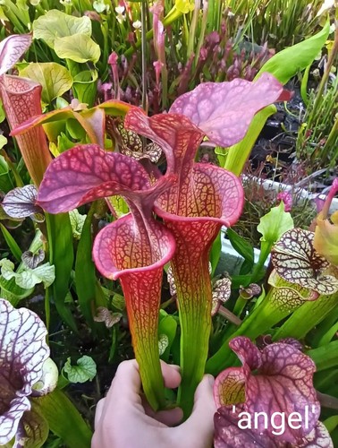 Sarracenia angel carnivorous - sarracenia,