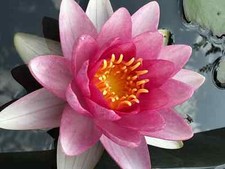 NINFEA ROSA CON VASO RETATO