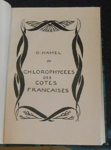 Chlorophycée des côtes - chlorophycée,