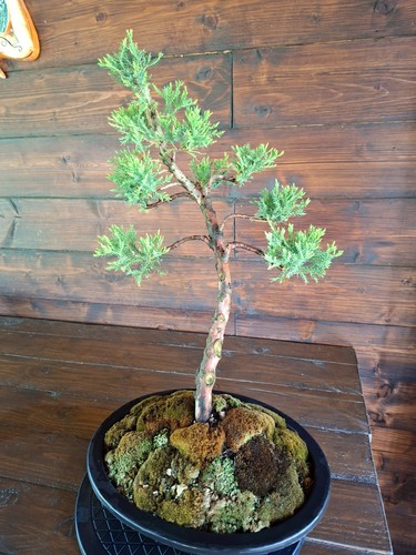 Bonsai ginepro visita il - ginepro.,