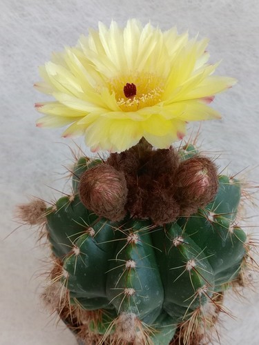 Parodia ottonis vaso - ottonis,