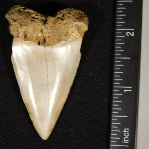 Grande dente fossile - grande,