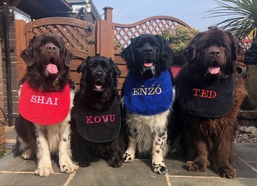 Big dog personalizzato - dog, personalizzato/su