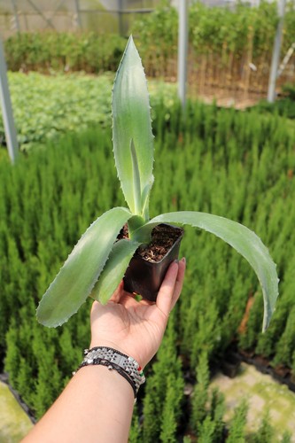 Agave blu - "agave, americana"