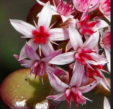 Crassula ovata albero di - ,