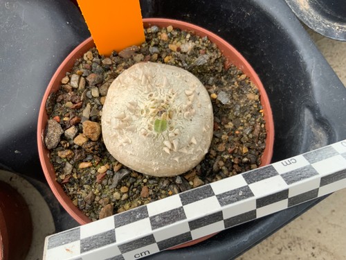 324 pachypodium brevicaule - 324,