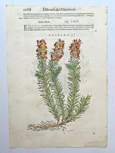 Mattioli xilografia 1500 - xilografia,