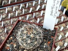 Sclerocactus whipplei