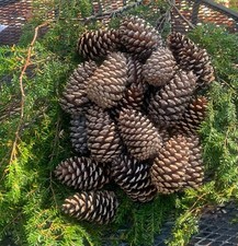 Pine Cones - 25 pine cones