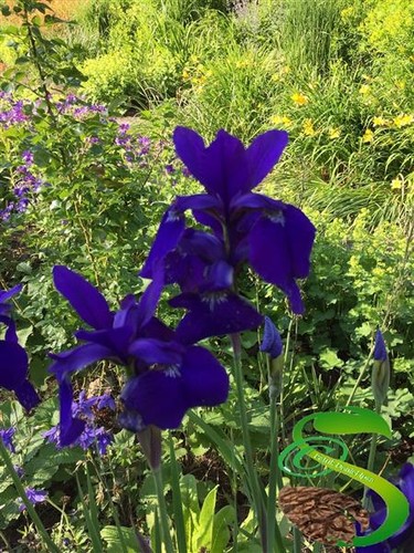 20x blaue iris garten - blaue,