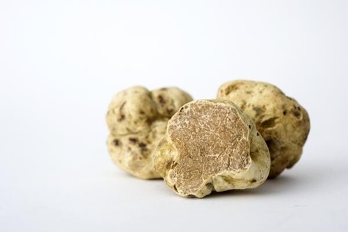 Micelio del hongo trufa blanca