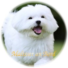 Auto Adesivo Maltese Cane