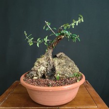 PRE BONSAI  DI OLIVASTRO