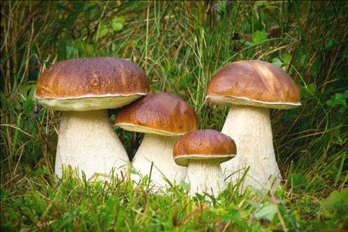 Boletus edulis porcini - edulis,
