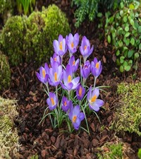 Bulbi di fiori cipolle fiori