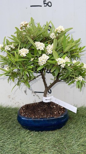 Bonsai piracanta vaso - bonsai,