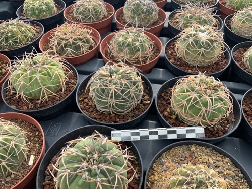 Gymnocalycium spegazzinii