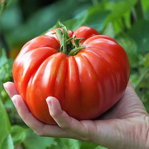 Pomodoro gigante delicious - gigante,