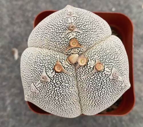 Vendita pianta rara