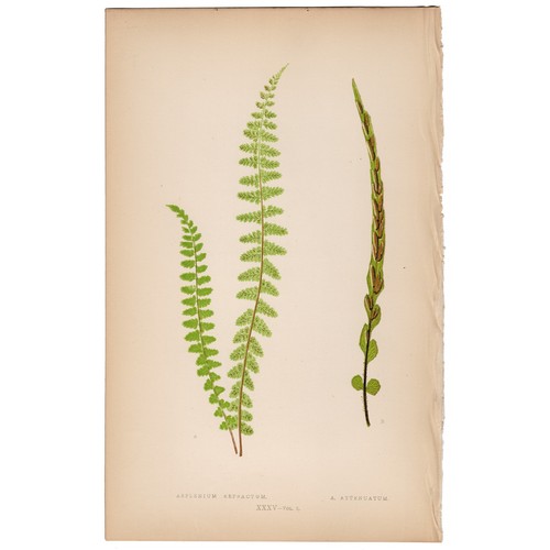 Antica stampa botanica 1872
