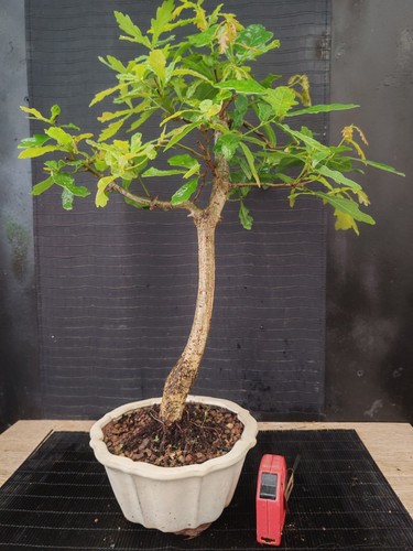 Bonsai quercia h 56 - ,