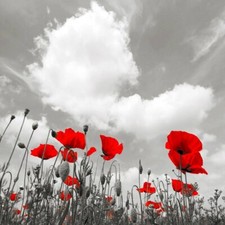 Quadro Campo di Papaveri e