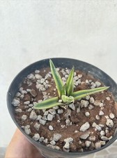 Agave Victoriae -Reginae Variegata, Pianta da Seme